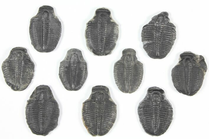 Lot: Elrathia Trilobite Molt Fossils - Pieces #92113